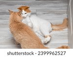 Small photo of the cat is angry and preparing to attack. conflict between cats. cat aggression. two cats share territory. cat attacks cat. two cats play