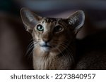 Cute Oriental Shorthair Cat...