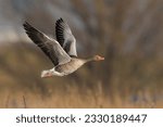 Greylag Goose (Anser anser) in flight