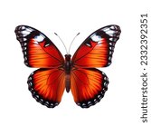 Colored butterfly isolated on...