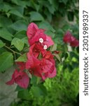 Small photo of Bougainvillea Flower Red Infernal Flower