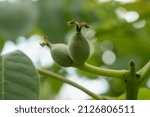 Small photo of walnut rudiment on a tree, summer garden