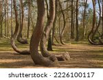Crooked Trees or Crooked Forest (