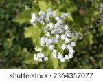 Small photo of White Snakeroot (Ageratina altissimo) at the beginning of autumn, close up