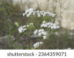 Small photo of Ageratina altissima (Snakeroot), in autumn as background