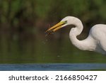 The Great Egret  Also Known As...