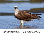 Small photo of Osprey, also called sea hawk, river hawk,and fish hawk, is a diurnal,fish-eating bird of prey with a cosmopolitan range.It is a large raptor reaching more than 60 cm in length and 180 cm across wings.