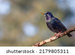 Common starling or european...
