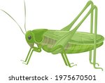 Green Grasshopper In Realistic...