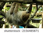 Small photo of Two-toed sloth in the tropical hall of the Zlin Zoo