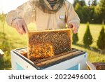 Beekeeper removing honeycomb from beehive. Person in beekeeper suit taking honey from hive. Farmer wearing bee suit working with honeycomb in apiary. Beekeeping in countryside. Organic farming