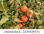 Small photo of Organic mature red bunch tomatoes ready to harvest in the mixed vegetable garden. Solanum lycopersicum, Moneymaker tomatoes with green twig leaves on a natural background.