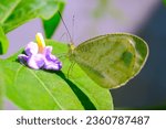 Small photo of Macro Photography Psyche Butterfly. Animal Closeups