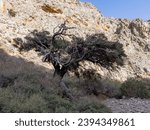 Small photo of Chochlakies Gorge is less known gorge in east Crete. The path in the bottom of gorge requires hiking in rocky terrain and leads to Karoumes Beach. Along the way you can meet interesting old trees.