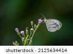 Gray Hairstreak Butterfly Sit...