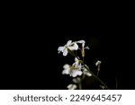 Small photo of Arabidopsis arenosa flower close up view with dark background