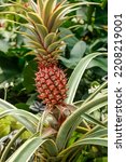 Red Pineapple  Ananas...