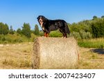 Small photo of A dog in the manger. The Bernese Mountain Dog stands on a roll of hay in a mown field. The concept of summer haymaking.