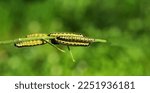 Small photo of caterpillars clack the branches and against the backdrop of green leaves