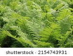 A Large Patch Of Ostrich Ferns