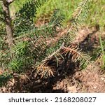 Brown Needles On A Young Conifer