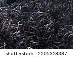 A Dark Tall Grass Texture