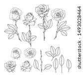 hand drawn rose flower. floral... | Shutterstock . vector #1493028464
