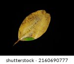Dried Leaves Isolated On A...