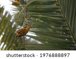 Yellow Masked Weaver Building A ...