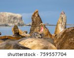 Southern Elephant Seals In...