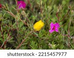 Small photo of Purslane flower grow in a summer garden. Purslane flowers are flowers that can thrive in the tropics with blazing sunlight. Have a variety of colors like red, yellow or pink.