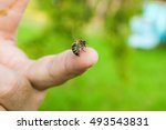 Close up view of the Bee stinging in the human finger of the hand. Some people develop acute allergic reactions to bee stings. 