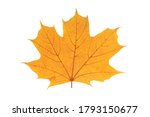 Autumn Yellow Leaf Isolated On...