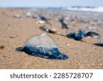 Small photo of Velella (velella velella) or by-the-wind sailor washed up on the beach in Malibu, California USA