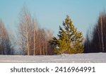 One siberian pine tree on the...