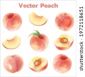 watercolor style of fruit peach ... | Shutterstock .eps vector #1972118651