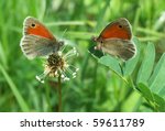 Small Heath Butterfly ...