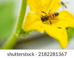 A Bee Pollinates A Cucumber...