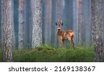 Small photo of roe deer male standing in the foggy forest