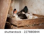 One Female Muscovy Duck Or...