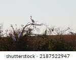 Egret  egrets  heron  heron in...