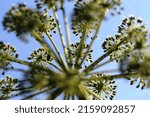 Small photo of Angelica archangelica, commonly known as garden angelica, wild celery, and Norwegian angelica, is a biennial plant from the family Apiaceae.
