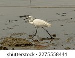 A White Egret Walking Above The ...