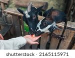 A woman at the zoo feeds goats. Help Animals