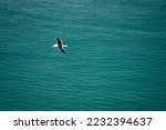 Small photo of Albatros, the Catlins, South Island, New Zealand