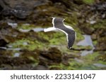 Small photo of Albatros, South Island, New Zealand