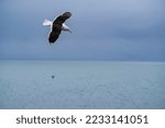Small photo of Albatros Bird, South Island, New Zealand