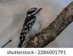 Close Up Of Downy Woodpecker On ...