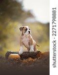 Small photo of puppy continental bulldog in fall