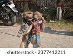 Small photo of Couple monkeys pet for peoples entertainment, monkey dances, acting wearing clothes, male and female monkeys as husband and wife